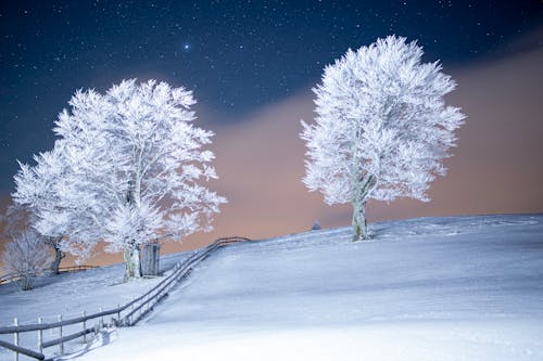 Frosty Trees and Snowy Field under a Night Sky 