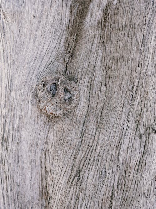 Foto d'estoc gratuïta de afilat, arbre, bagul