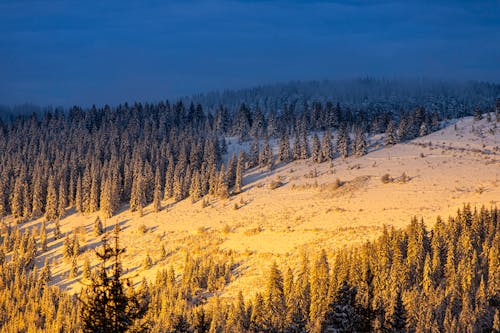 Landscape of a Snowy Hill and Conifer Trees at Night 