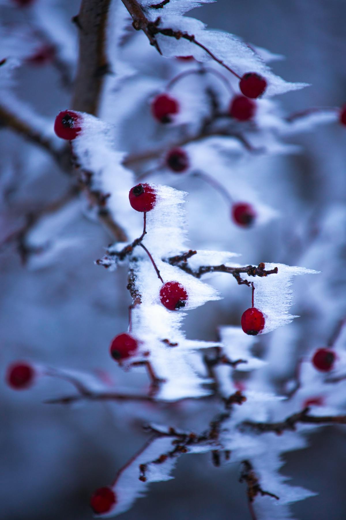 Frozen Berries Winter Photos, Download The BEST Free Frozen Berries