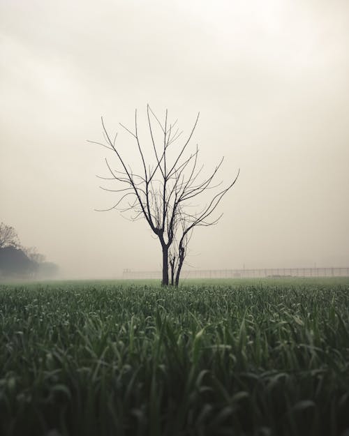 Gratis lagerfoto af afgrødefelt, bare træ, landskab