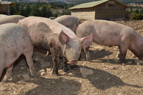 Pigs on a Farm 