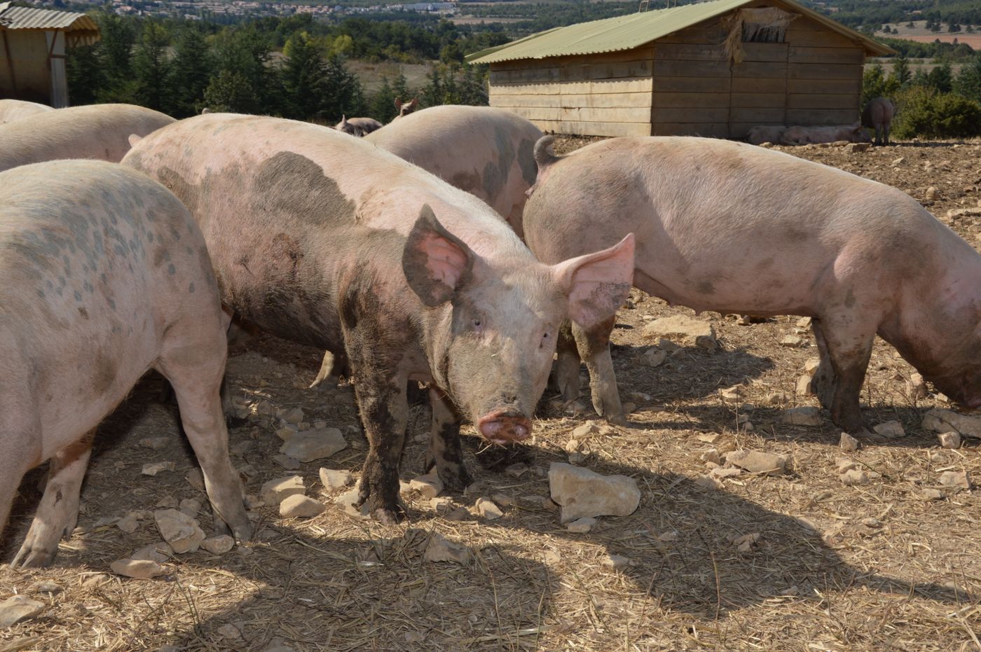 Pigs in a farm setting