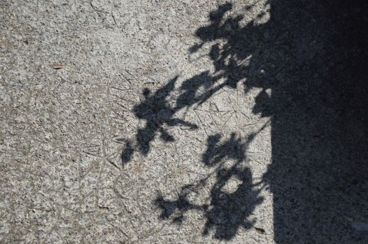 Shadow of Tree Branches and Leaves on a Pavement 