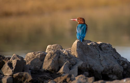 Gratis stockfoto met birdwatching, blauwe vogel, dieren in het wild