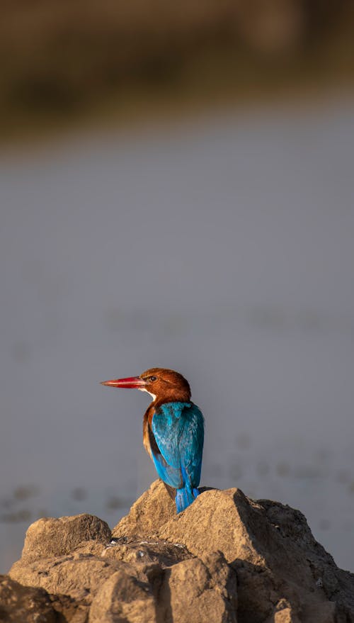 Bird on Rock