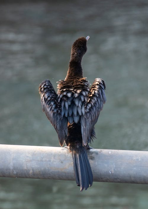 Photos gratuites de animal, balustrade, barrière