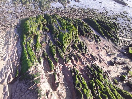 Free stock photo of algae, beautiful, moroccan Stock Photo