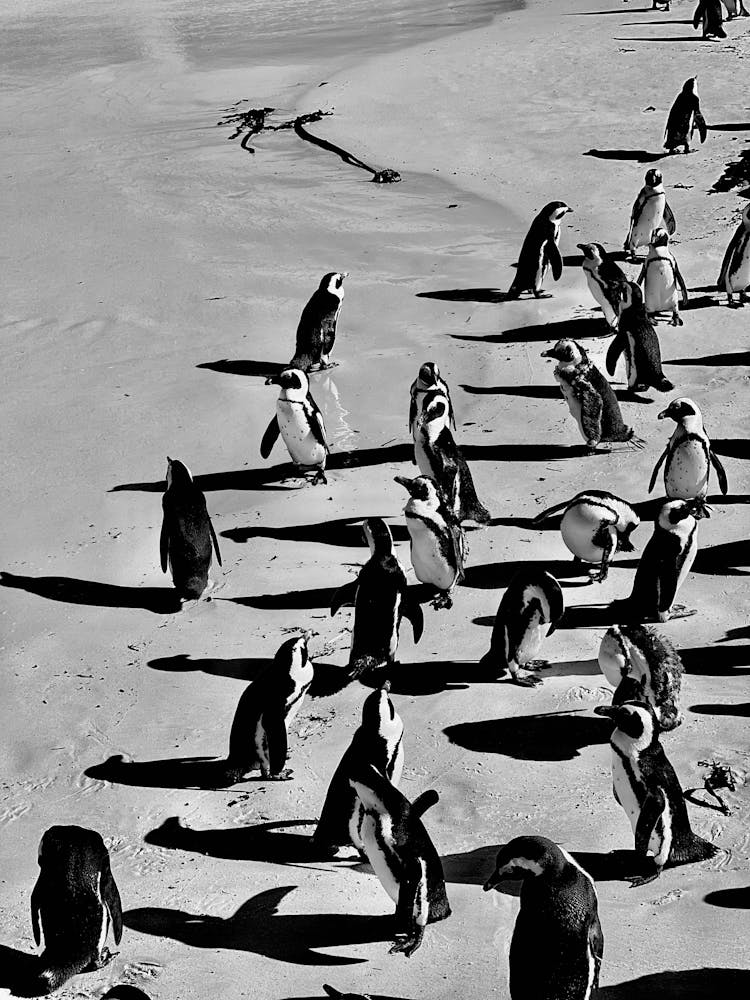 Penguins In Wild