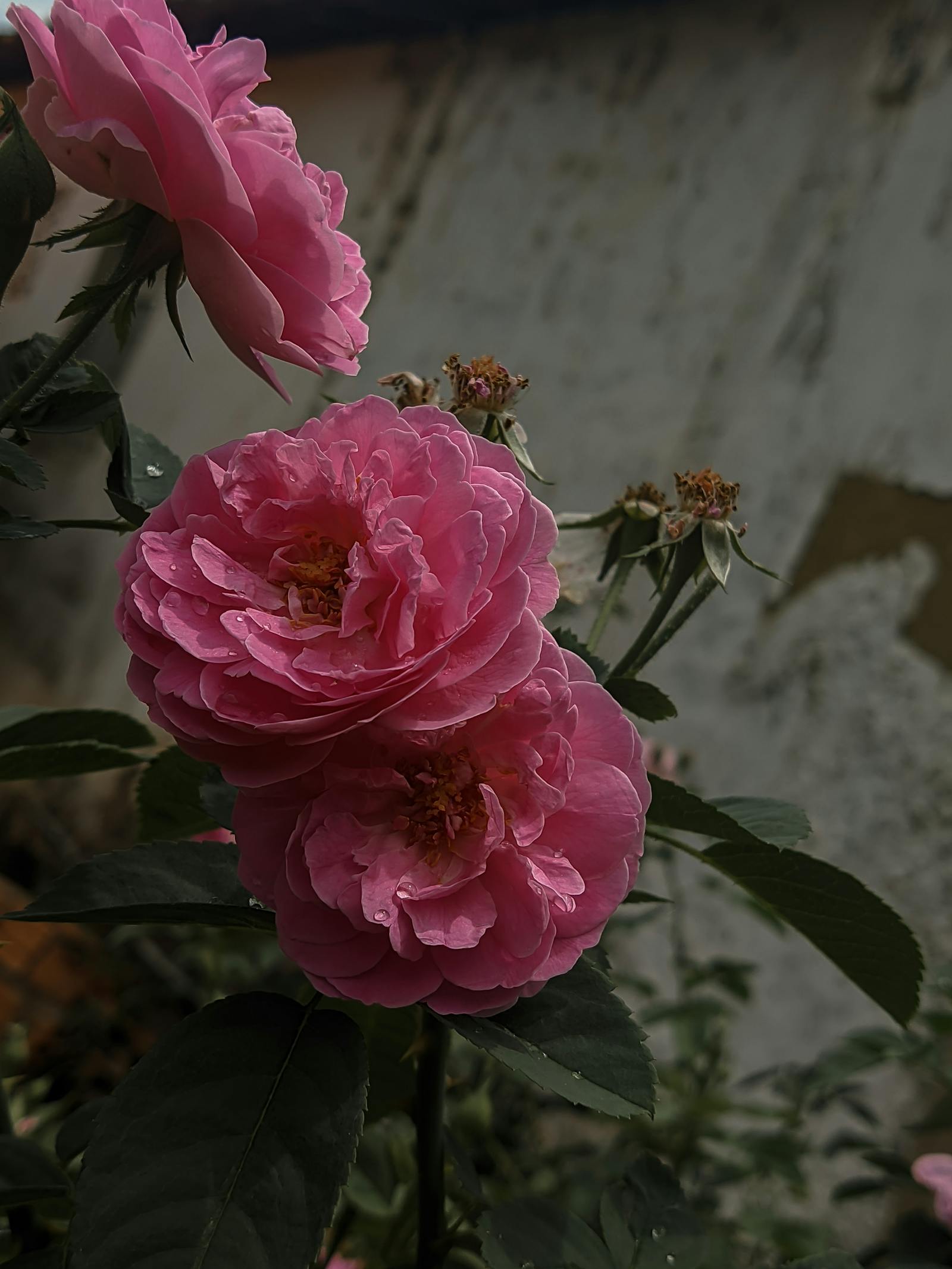 pink and grey kyries