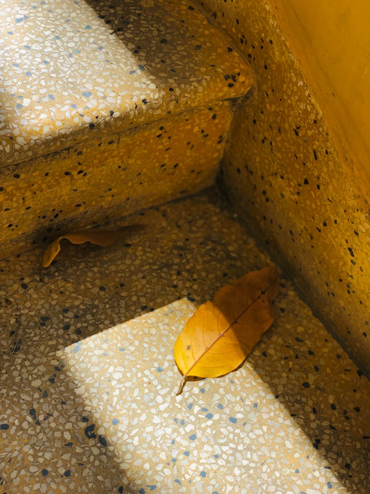 Autumn Leaf In Sunlight On Step