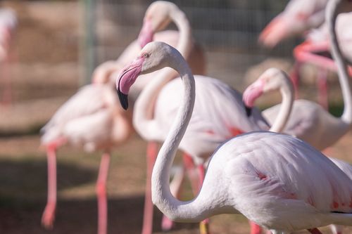 Free Elegant flamingos captured with a blurry background and selective focus. Stock Photo