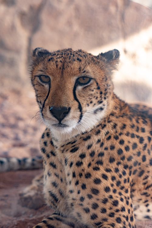 Free Close-up portrait of a cheetah relaxing in a natural habitat, showcasing its spotted coat. Stock Photo