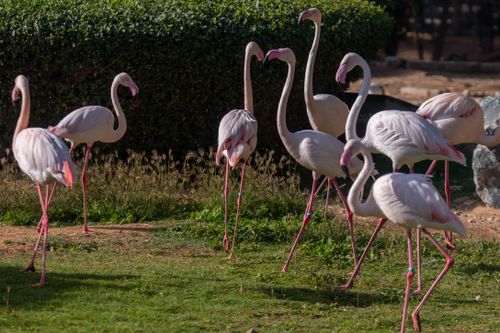 Free A group of flamingos stand gracefully on sunlit grass, showcasing their vibrant pink hues. Stock Photo