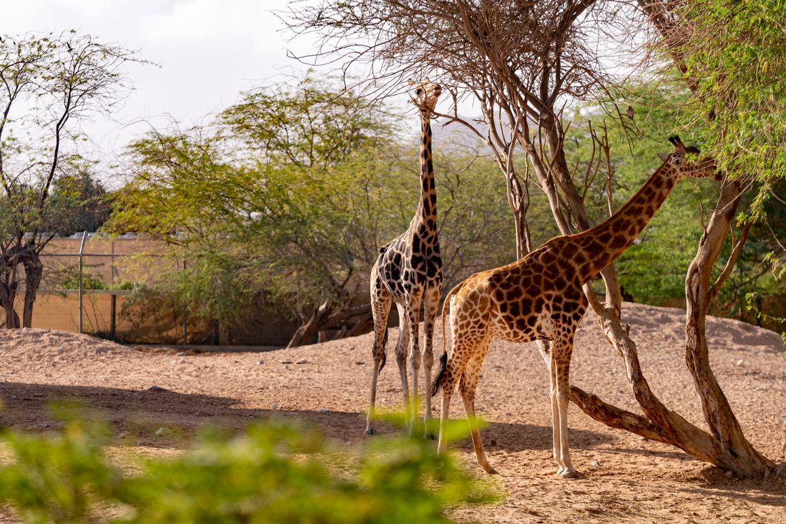 Spring Giraffe Giraffes Near Trees in Zoo · Free Stock Photo