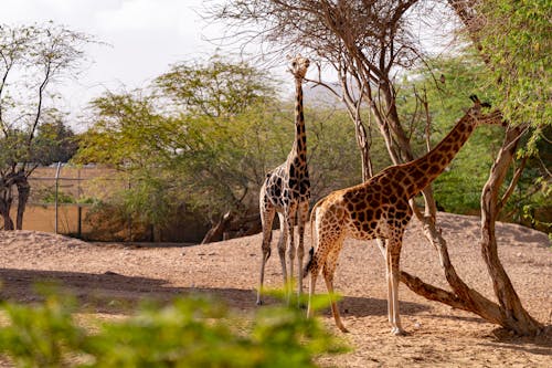 Gratis lagerfoto af giraffer, park, tør Lagerfoto