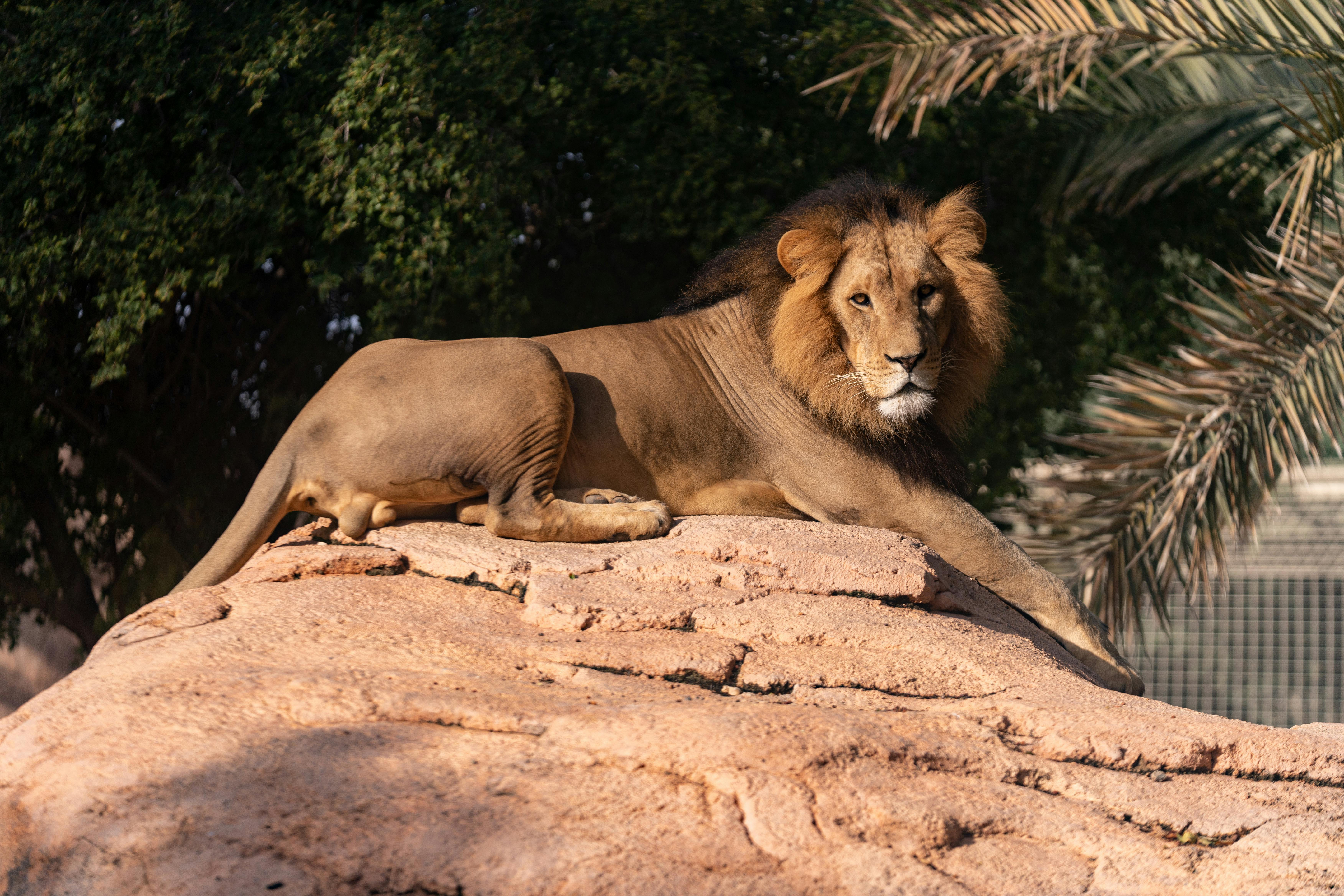 Lion Resting on Rock in Zoo · Free Stock Photo