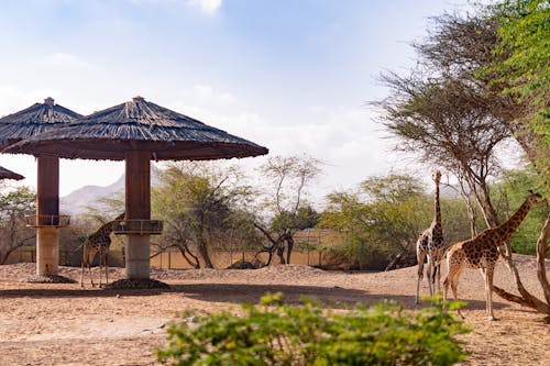 Photograph of Giraffes near Trees