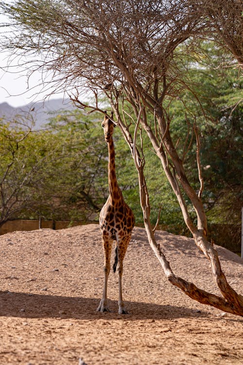 Foto profissional grátis de alto, animal, árvore