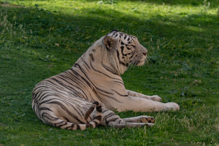 Tiger On Grass