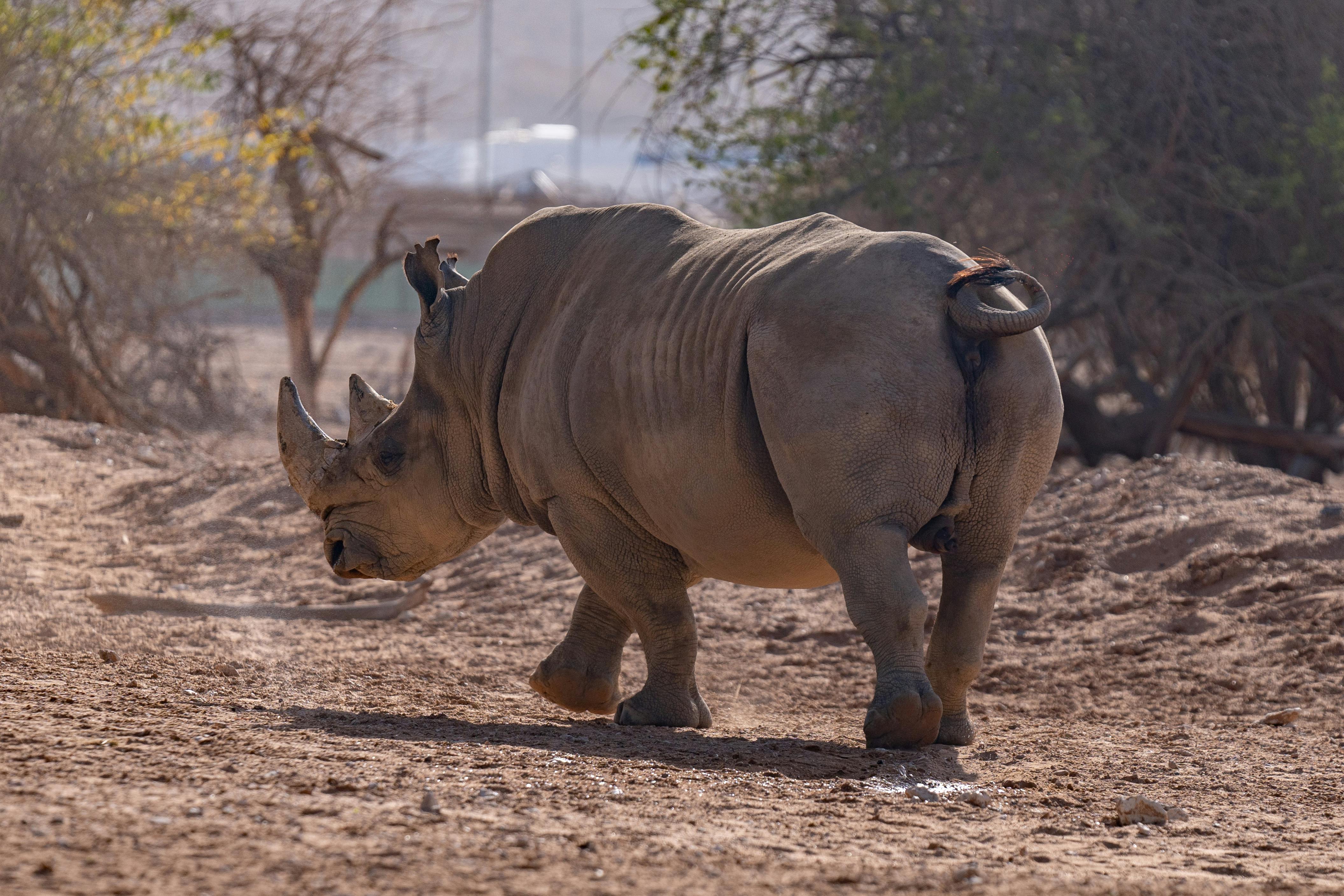 Gratuit Photos gratuites de afrique, afrique du sud, animal Photos