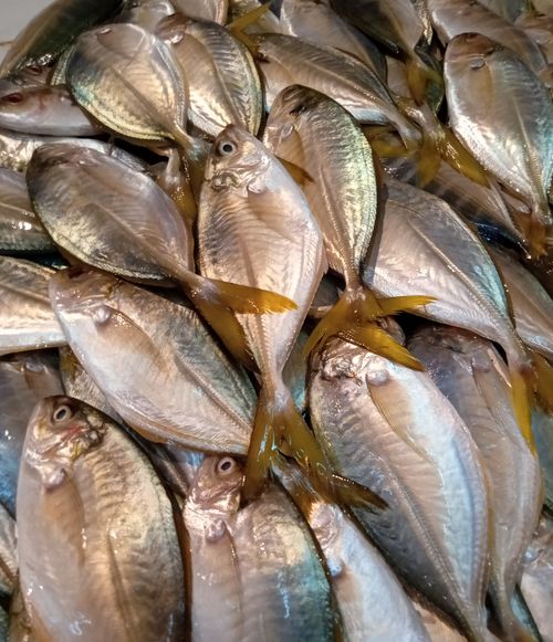 Free Yellow Trout Stock Photo