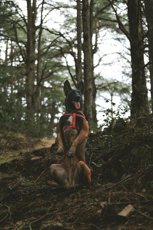 Darmowe zdjęcie z galerii z fotografia zwierzęcia, las, pies