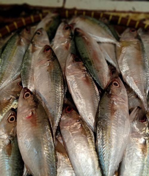 Free Mackerel Stock Photo