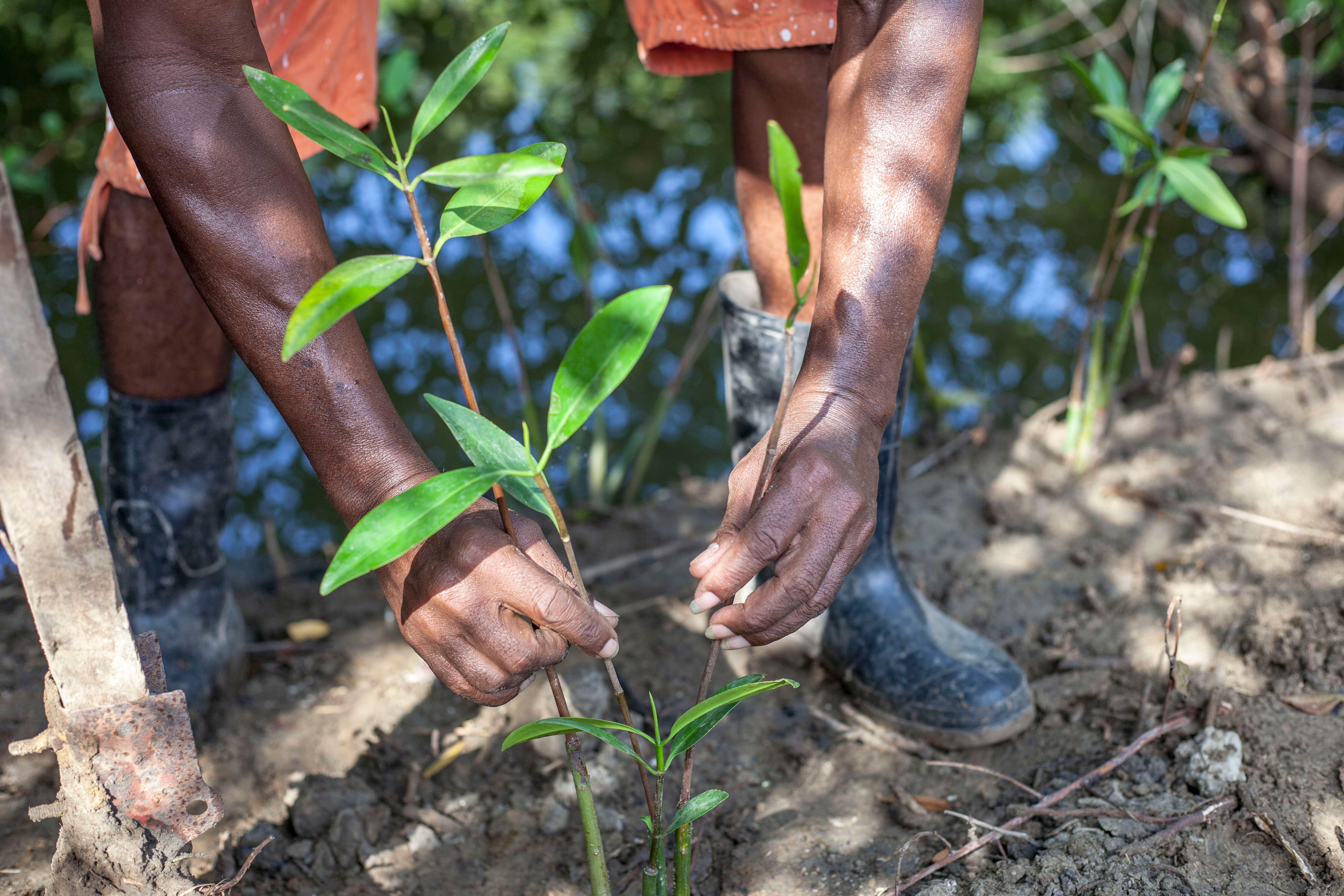 traveler planting a tree at an eco-lodge carbon offset project, with mountains in background