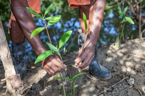 Man Hands Planting Plant on Ground