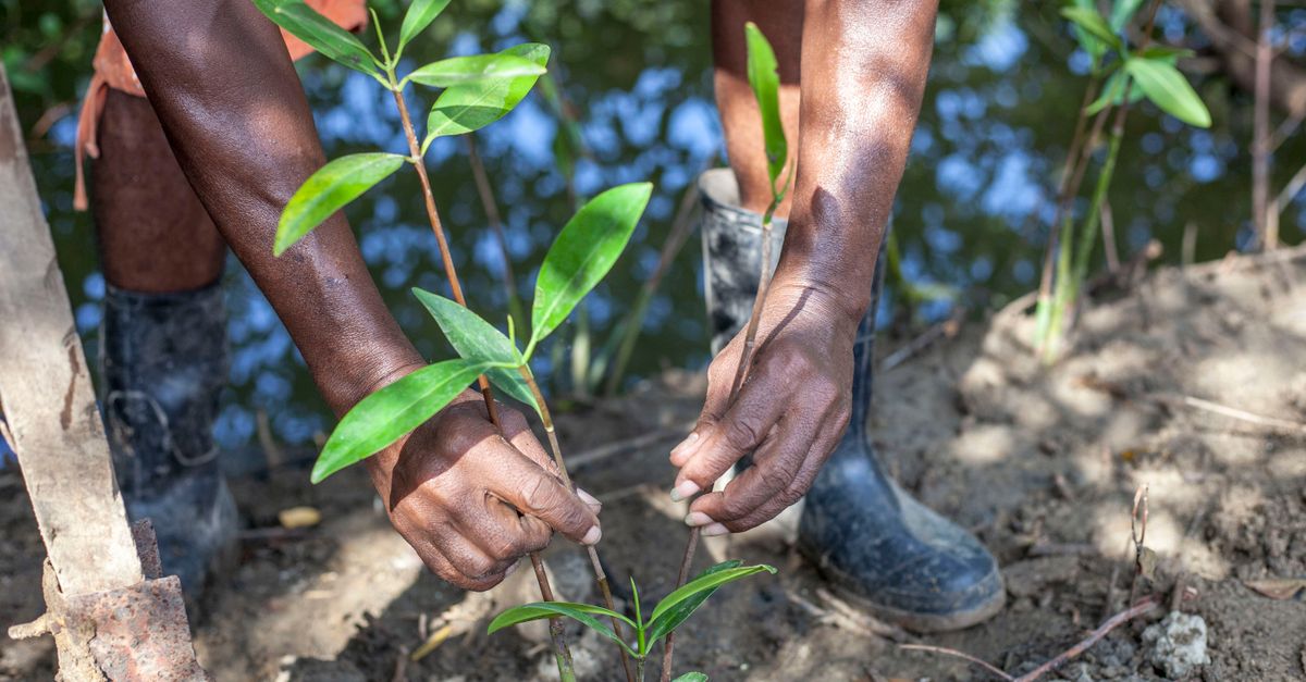 traveler planting a tree at an eco-lodge carbon offset project, with mountains in background