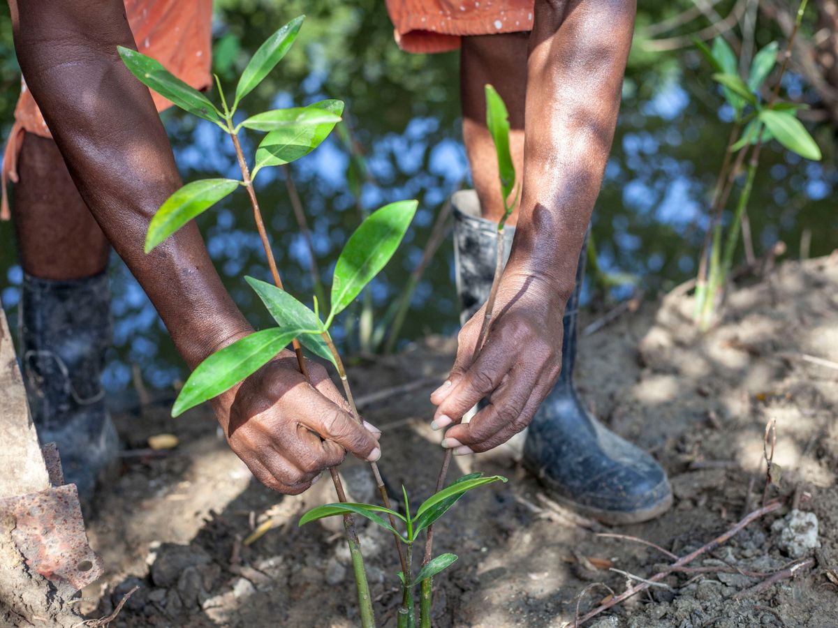 A monsoon planting morning