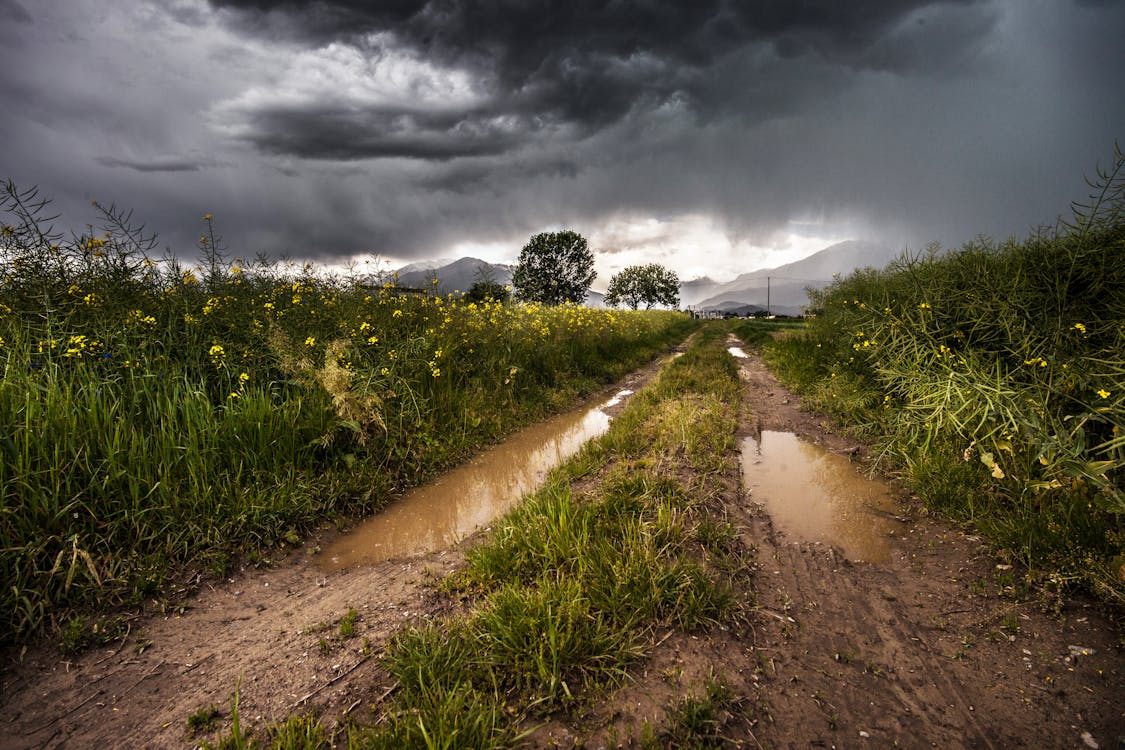 Dirt Road Heading Mountain and Surrounded by Grass