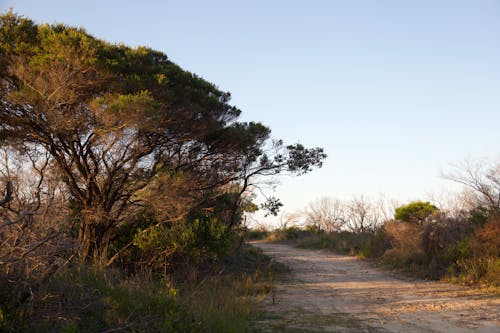 Foto d'estoc gratuïta de arbre, camí de carro, capvespre