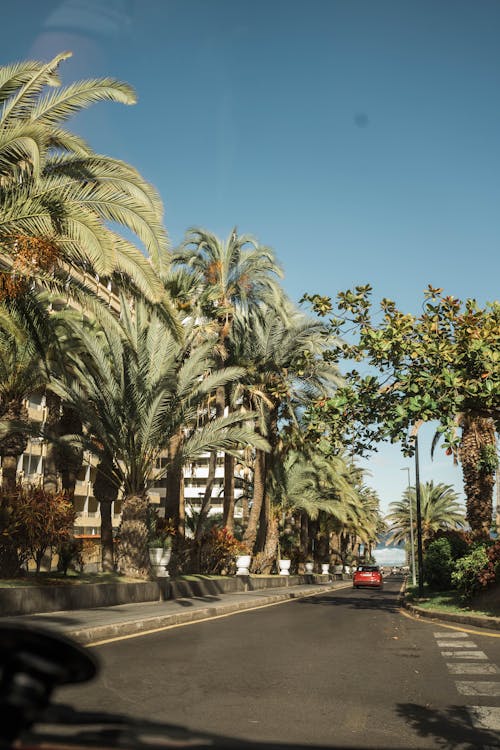 palmiye ağaçları, porto de la cruz, şehir sokağı içeren Ücretsiz stok fotoğraf