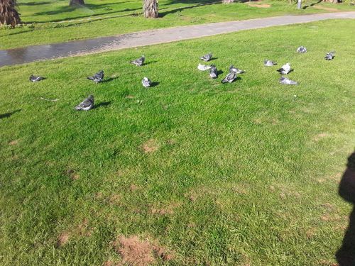 Free stock photo of animal, beautiful, birds Stock Photo