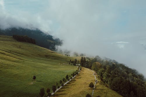 Fotos de stock gratuitas de arboles, colina, foto con dron