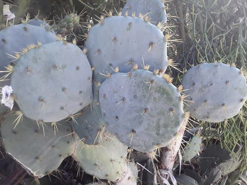 Free stock photo of beautiful tree with green, cactus, casablanca Stock Photo
