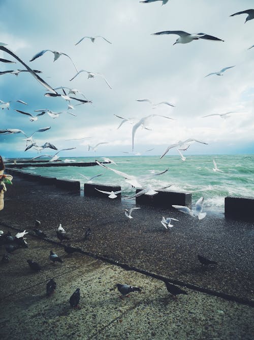 Seagulls and Pigeons on Sea Shore
