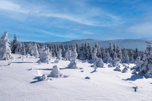 Trees in Winter 