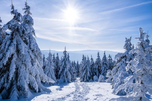 A breathtaking view of snow-covered trees under a bright winter sun in Smrk, Czech Republic.