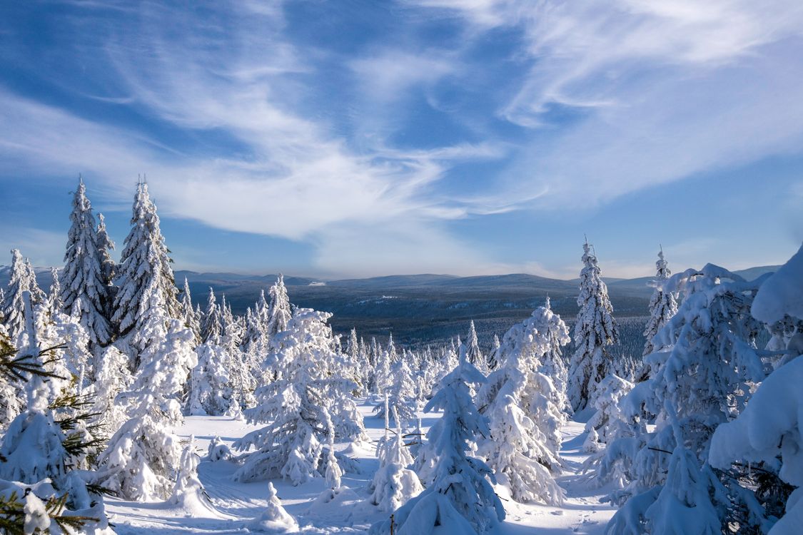 Tree Snow Ground A snowy landscape with trees and snow covered ground · Free Stock Photo