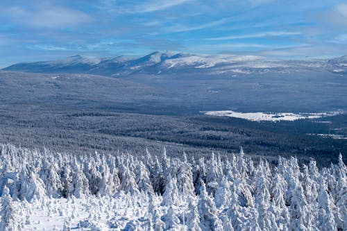A Forest and Mountains in Winter 