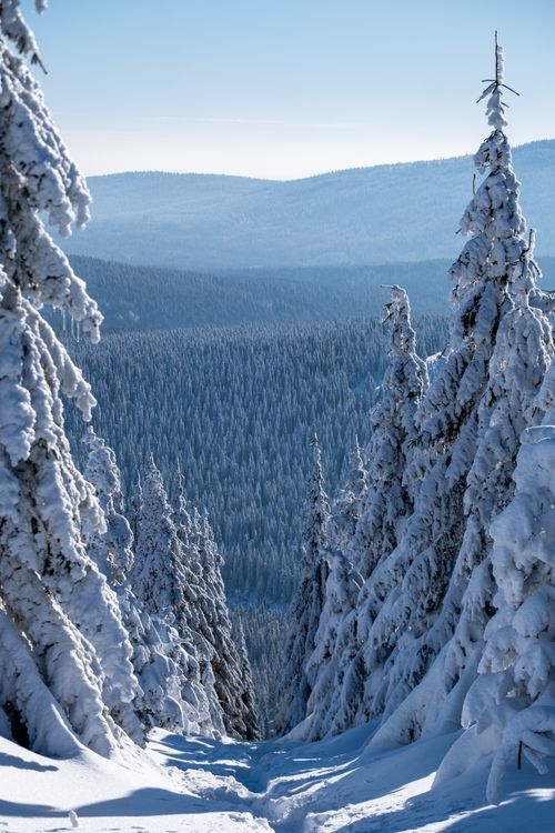 Free A stunning winter view of a snowy forest path in Smrk, Vysočina Region, Czech Republic. Stock Photo