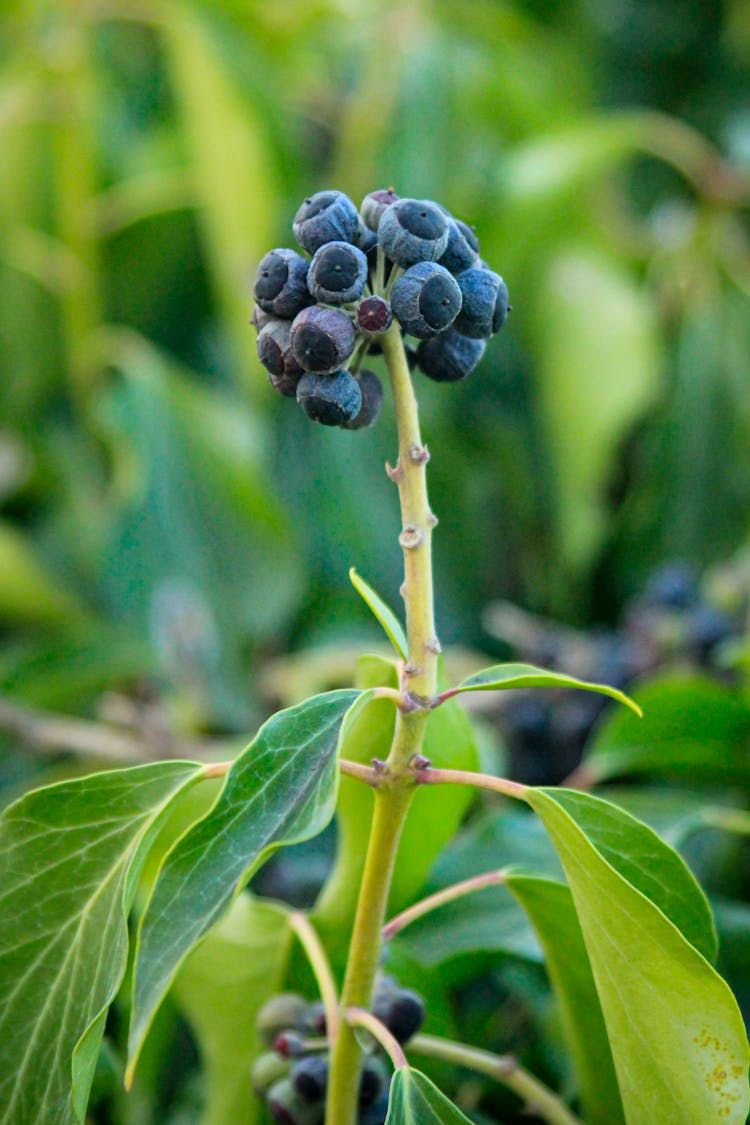 Close Up Of A Plant With Berries 