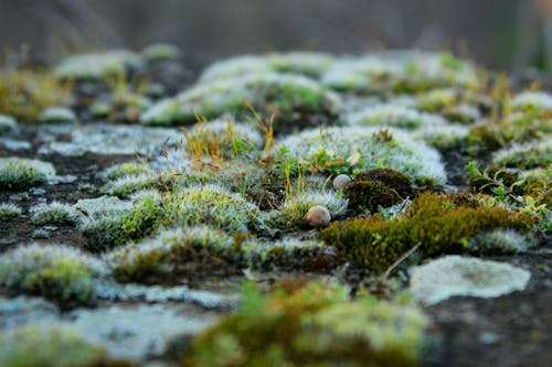 Close-up of Moss Growing on the Ground 