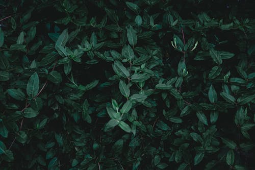 Close-up of Dark Green Honeysuckle Leaves 