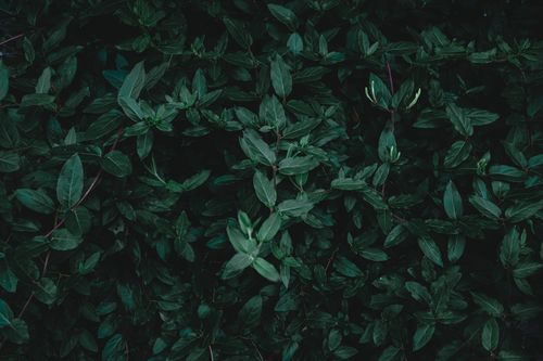 Free Lush close-up of dark green honeysuckle foliage with intricate textures. Stock Photo