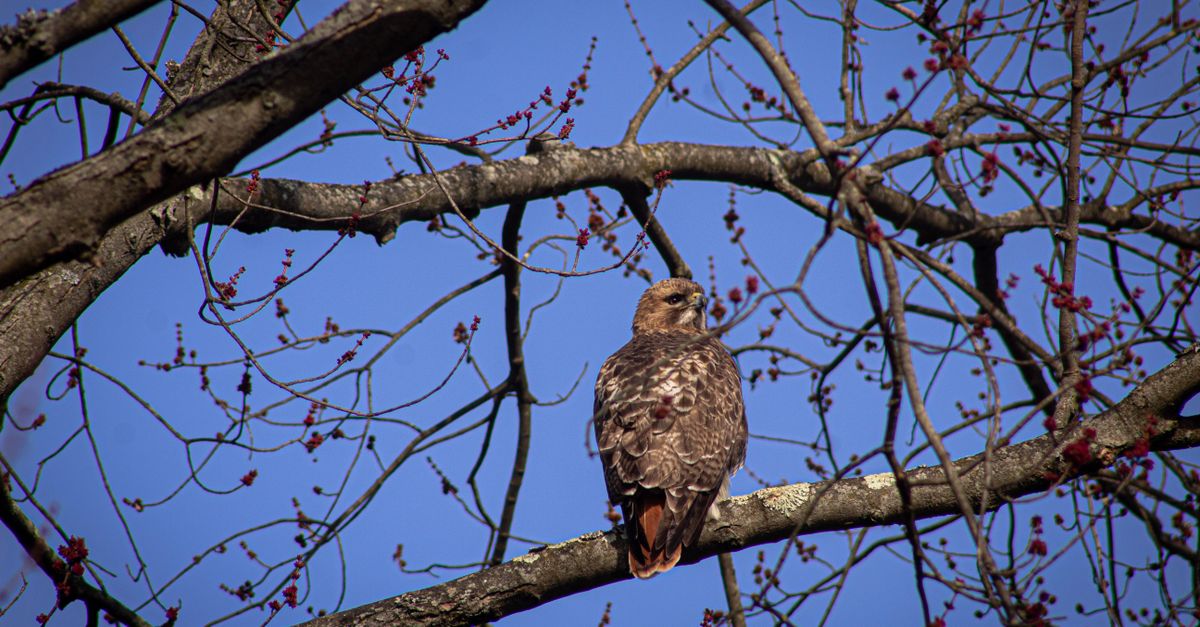 Free stock photo of animal pictures, autumn, avian, bird, bird of prey ...