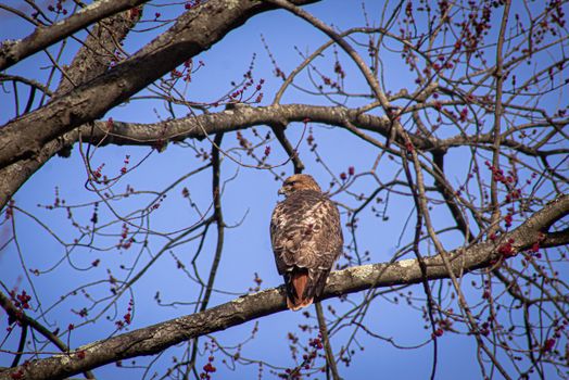 A red-tailed hawk perches serenely on a branch against a bright blue sky.